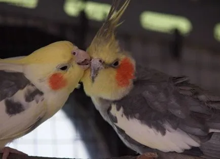 Parrot cockatiel - gondozás és karbantartás, hogyan kell tanulni beszélni (cockatiel) Parrot cockatiel - gondozás és karbantartás, hogyan kell tanulni, hogy beszéljen