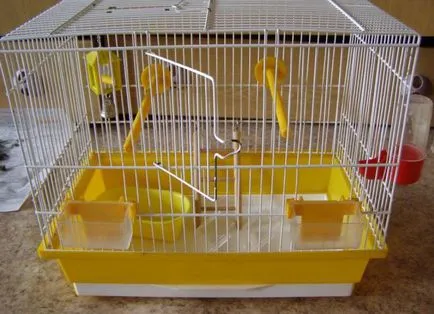 Parrot cockatiel - gondozás és karbantartás, hogyan kell tanulni beszélni (a papagáj) Parrot cockatiel - gondozás és karbantartás, hogyan kell tanulni, hogy beszéljen