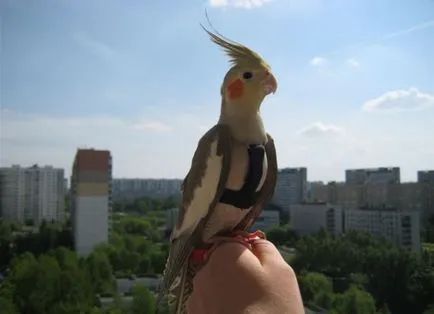 Parrot cockatiel - gondozás és karbantartás, hogyan kell tanulni beszélni (cockatiel) Parrot cockatiel - gondozás és karbantartás, hogyan kell tanulni, hogy beszéljen