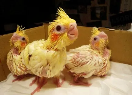 Parrot cockatiel - gondozás és karbantartás, hogyan kell tanulni beszélni (a papagáj) Parrot cockatiel - gondozás és karbantartás, hogyan kell tanulni, hogy beszéljen