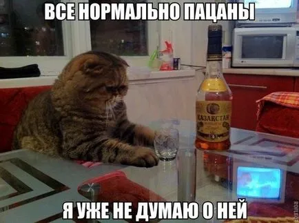 Vicces képek állatokról macskák (65 fotó) - vicces kép és humor
