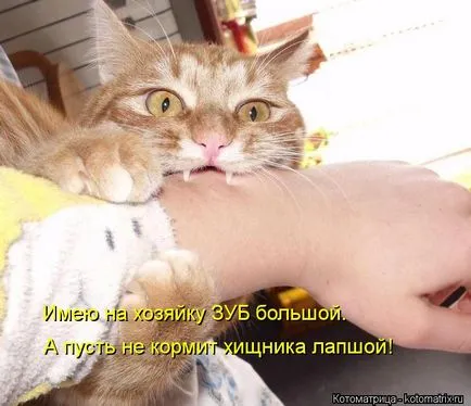 Vicces képek állatokról macskák (65 fotó) - vicces kép és humor