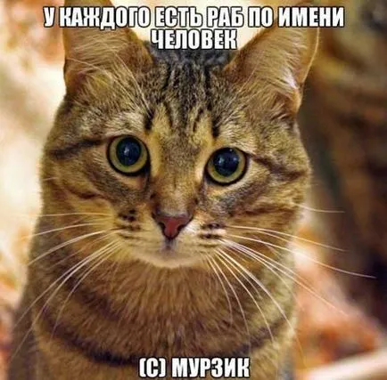 Vicces képek állatokról macskák (65 fotó) - vicces kép és humor