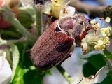Plant zöldtrágya - ha kell vetni, és mikor kell temetni; legjobb zöldtrágya a kertben (telepítési) Plant zöldtrágya - ha kell vetni, és mikor kell temetni; legjobb zöldtrágya a kertben