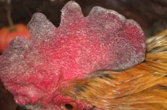 Madár influenza tünetei csirkében, hogyan határozza meg, és hogyan kell kezelni a betegséget (fotó) (kezelés) Madár influenza tünetei csirkében, hogyan határozza meg, és hogyan kell kezelni a betegséget (fotó)