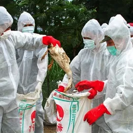 Madárinfluenza emberi jelei és tünetei, kezelése és megelőzése (influenza) Madárinfluenza emberi jelei és tünetei, kezelése és megelőzése