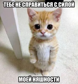 Vicces képek állatokról macskák (65 fotó) - vicces kép és humor