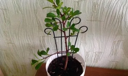 Sokszorosítása ficus dugványok - gyökereztető szabályoknak a víz és a talaj Videó (dugványok) Sokszorosítása ficus dugványok - gyökereztető szabályoknak a víz és a talaj Videó