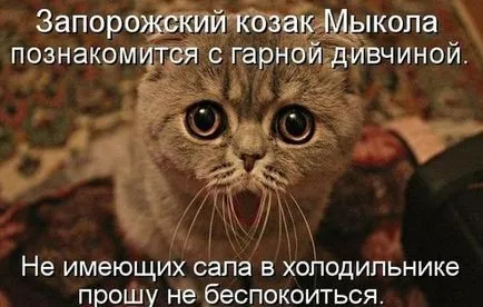 Vicces képek állatokról macskák (65 fotó) - vicces kép és humor