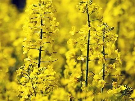 Plant zöldtrágya - ha kell vetni, és mikor kell temetni; legjobb zöldtrágya a kertben (zab) Plant zöldtrágya - ha kell vetni, és mikor kell temetni; legjobb zöldtrágya a kertben