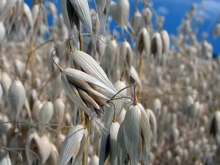 Plant zöldtrágya - ha kell vetni, és mikor kell temetni; legjobb zöldtrágya kerti szerszámok (dig) Plant zöldtrágya - ha kell vetni, és mikor kell temetni; legjobb zöldtrágya a kertben