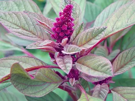Plant zöldtrágya - ha kell vetni, és mikor kell temetni; legjobb zöldtrágya a kertben (bevetésére) Plant zöldtrágya - ha kell vetni, és mikor kell temetni; legjobb zöldtrágya a kertben