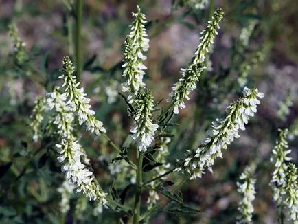 Plant zöldtrágya - ha kell vetni, és mikor kell temetni; legjobb zöldtrágya kerti szerszámok (termés) Plant zöldtrágya - ha kell vetni, és mikor kell temetni; legjobb zöldtrágya a kertben