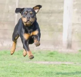 Rottweiler fajta leírás, kutyák, természet fotók, árak