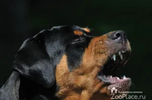 Rottweiler történelem, karakter, ellátás, kölykök, egészség, fotó, videó
