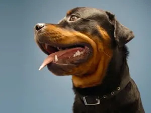 Rottweiler előnyei és hátrányai texte fajtája