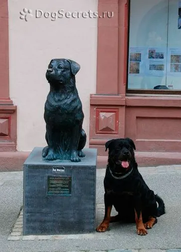 Rottweiler fajta leírás, kutyák, természet fotók, árak