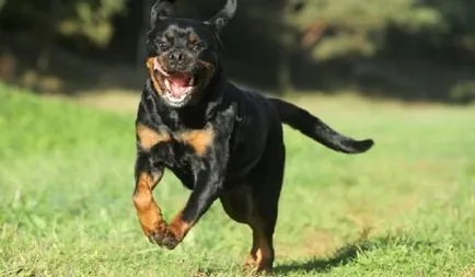 Rottweiler előnyei és hátrányai texte fajtája