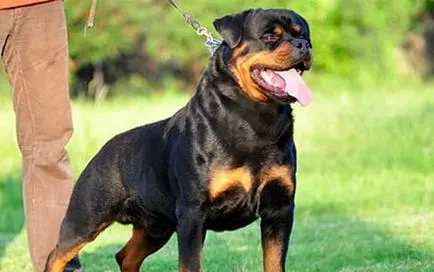 Rottweiler fajta leírás, a fajta jellemzői fotókkal és videó
