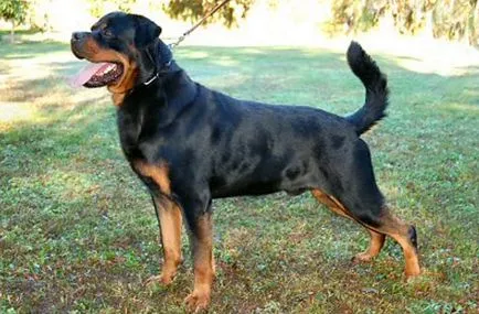 Rottweiler fajta leírás, a fajta jellemzői fotókkal és videó