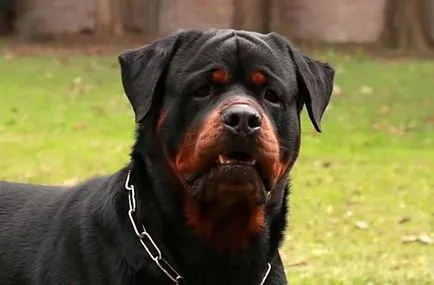 Rottweiler fajta leírás, a fajta jellemzői fotókkal és videó
