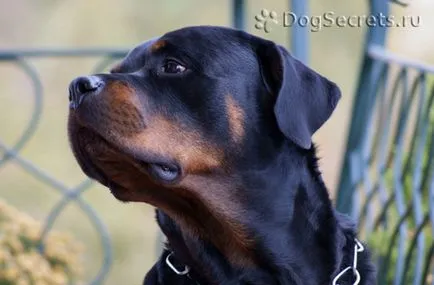Rottweiler fajta leírás, kutyák, természet fotók, árak