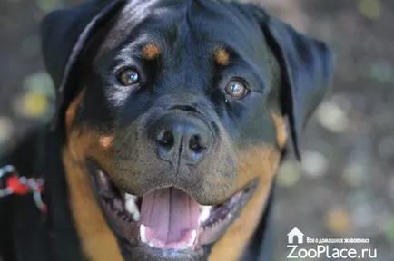 Rottweiler történelem, karakter, ellátás, kölykök, egészség, fotó, videó