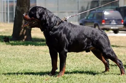 Rottweiler fajta leírás, a fajta jellemzői fotókkal és videó