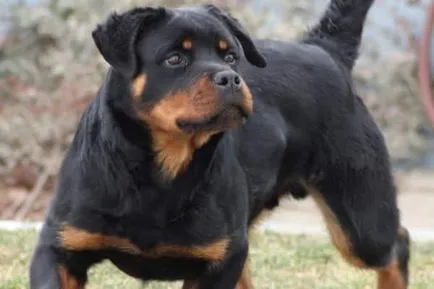 Rottweiler előnyei és hátrányai texte fajtája