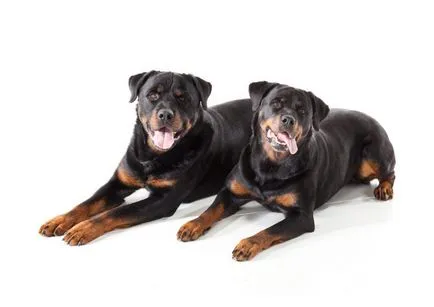 Rottweiler történelem, karakter, ellátás, kölykök, egészség, fotó, videó
