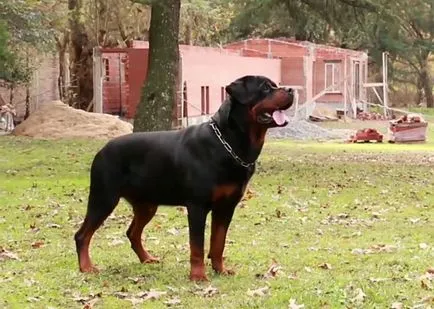 Rottweiler fajta leírás, a fajta jellemzői fotókkal és videó