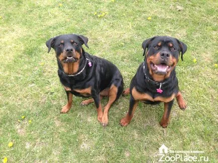 Rottweiler történelem, karakter, ellátás, kölykök, egészség, fotó, videó