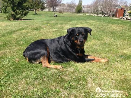 Rottweiler történelem, karakter, ellátás, kölykök, egészség, fotó, videó