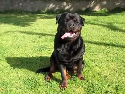 Rottweiler fajta leírás, a fajta jellemzői fotókkal és videó