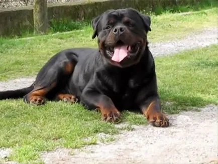 Rottweiler fajta leírás, a fajta jellemzői fotókkal és videó