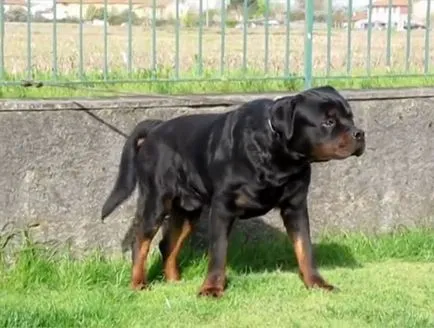 Rottweiler fajta leírás, a fajta jellemzői fotókkal és videó