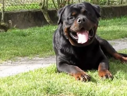 Rottweiler fajta leírás, a fajta jellemzői fotókkal és videó