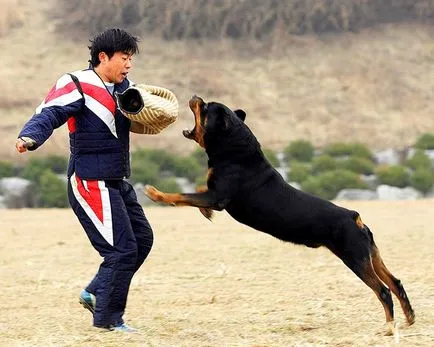 Rottweiler, a gyám a család