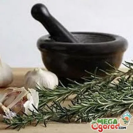 Rosemary típusok, gondoskodás, használata és ápolása magvak
