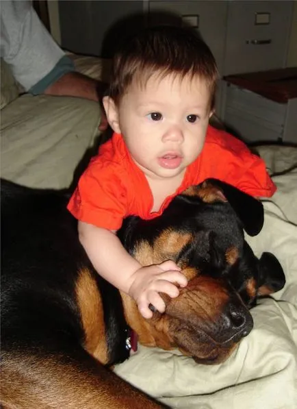 Rottweiler, a gyám a család