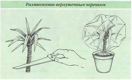 Titkok ellátás yucca otthon