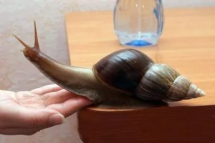 A legtakarékosabb kisállat - egy csiga