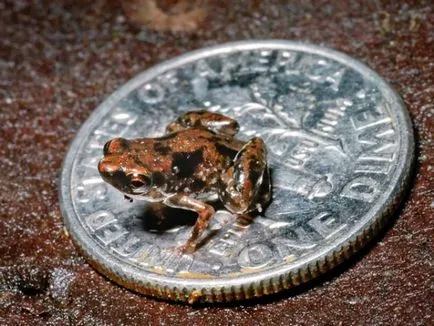 A legkisebb dolog a világon