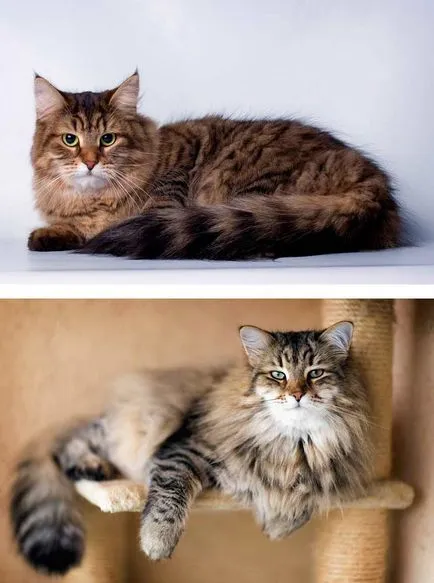 A legszebb macska a világon fényképpel (ezer dollárt Animal) A legszebb macska a világon fotókkal
