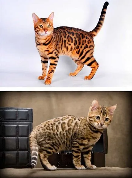A legszebb macska a világon fényképpel (ezer dollárt Animal) A legszebb macska a világon fotókkal