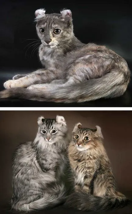 A legszebb macska a világon fényképpel (ezer dollárt Animal) A legszebb macska a világon fotókkal