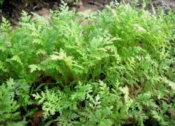 Siderate Phacelia - ha a növény