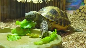 A tartalom a piros-teknős a hazai, mint a takarmány, és hogyan kell gondozni őket (a vörös) A tartalom a piros fülű csúszkák a hazai, mint a takarmány, és hogyan kell gondozni őket