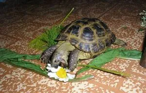 A tartalom a piros-teknős a hazai, mint a takarmány, és hogyan kell gondozni őket (teknős) A tartalom a piros fülű csúszkák a hazai, mint a takarmány, és hogyan kell gondozni őket