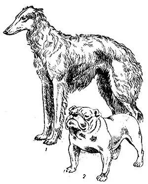 Kutyák - Gyermek Encyclopedia (első kiadás)